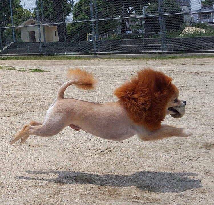 일진 포메라이언 .jpg | 인스티즈