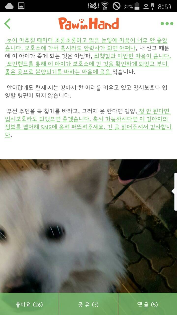 순하고 사람 잘 따르는 스피츠야.. 이젠 입양밖에 방법이 없어 이 애기 좀 제발 도와줘 (대구경북) | 인스티즈