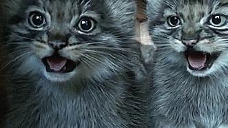  못생겼지만 귀여워! 티벳의 귀요미 마눌(Manul)고양이! | 인스티즈