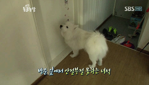 우리엄마 우리하테 왜이래오...(멍무룩) (동물농장 사모예드엄마+아가들) | 인스티즈