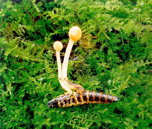 등산하러 갔을때 발로 차버리는 씐나는 버섯들 | 인스티즈