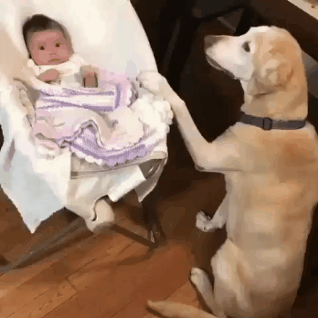 인절미들.gif | 인스티즈