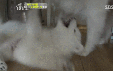 우리엄마 우리하테 왜이래오...(멍무룩) (동물농장 사모예드엄마+아가들) | 인스티즈