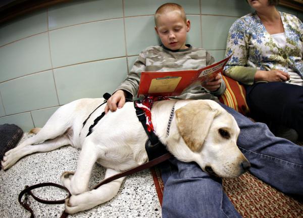 견종 이야기 - 래브라도 리트리버 | 인스티즈