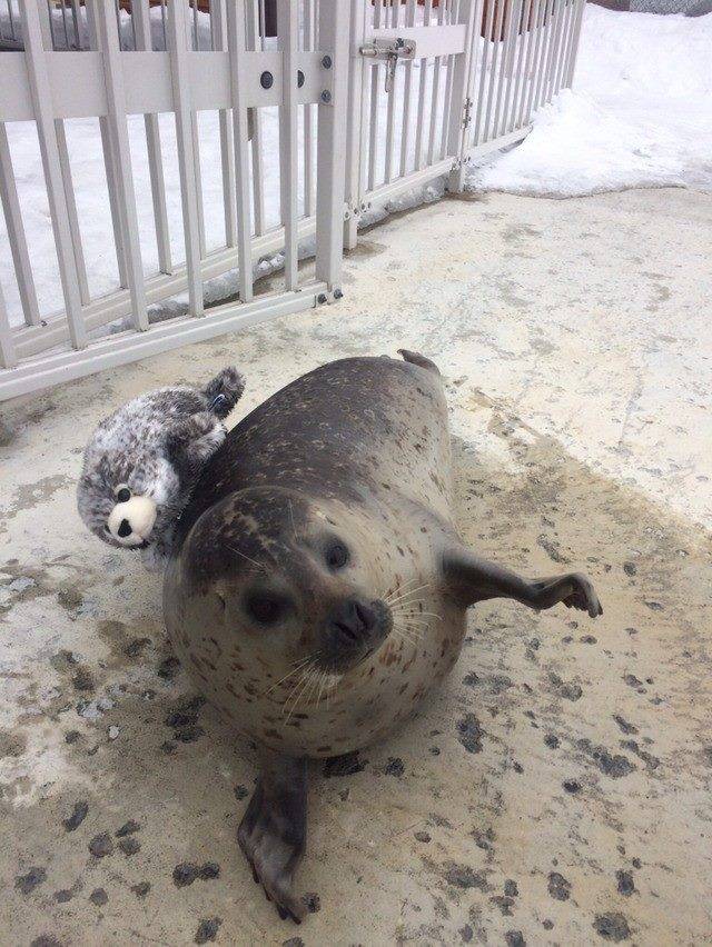 동생이 생겨서 즐거운 바다표범ㅋㅋㅋㅋㅋ.jpg | 인스티즈