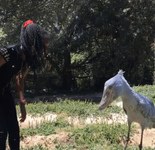 신기한 새.gif | 인스티즈