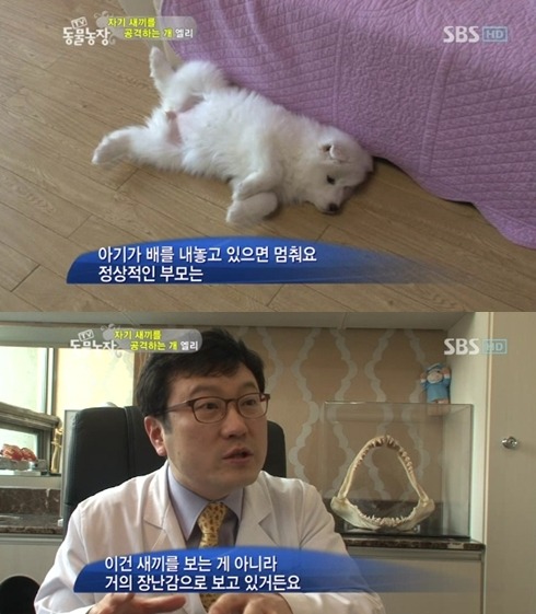 우리엄마 우리하테 왜이래오...(멍무룩) (동물농장 사모예드엄마+아가들) | 인스티즈