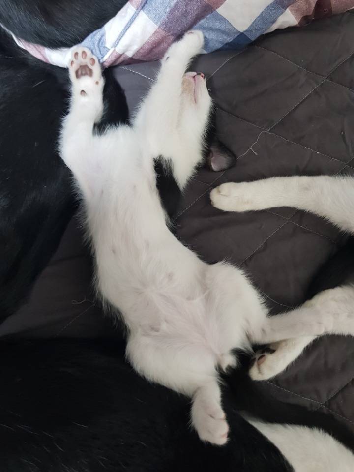 고양이가 가장 편안할때 잠자는 자세 | 인스티즈