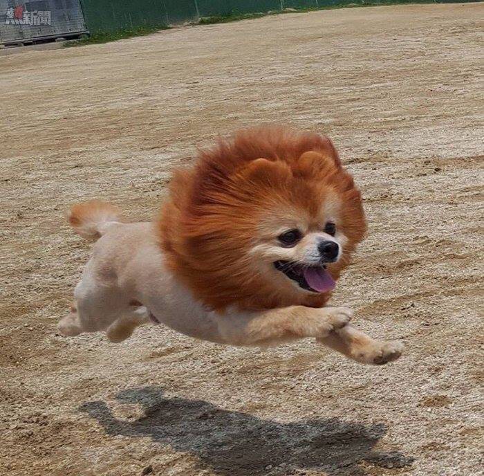 일진 포메라이언 .jpg | 인스티즈