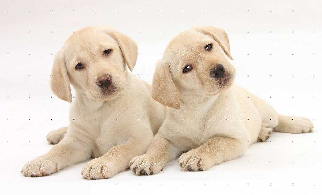 견종 이야기 - 래브라도 리트리버 | 인스티즈