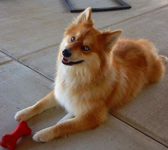 엄마는 허스킨데 아빠는 포메라이언 | 인스티즈