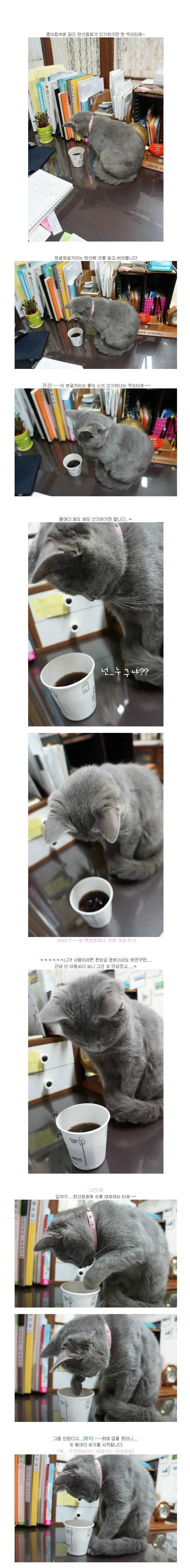 탄산이 신기한 고양이 | 인스티즈