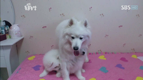우리엄마 우리하테 왜이래오...(멍무룩) (동물농장 사모예드엄마+아가들) | 인스티즈
