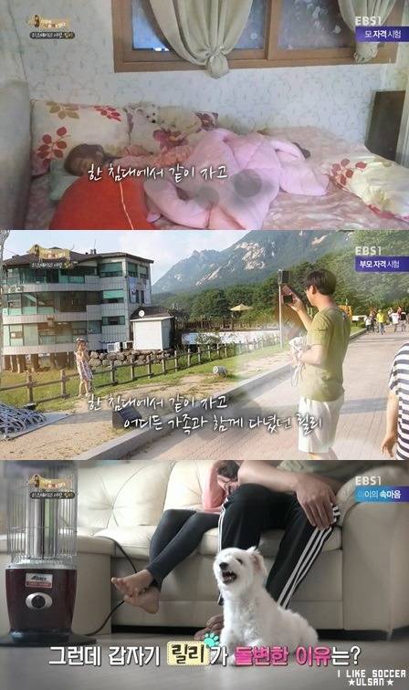 [세나개] 반려견을 업체에서 강제 교배를 하면 안되는 이유.jpgif | 인스티즈