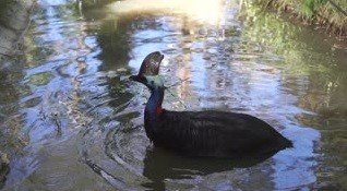 세계에서 가장 위험한 새 | 인스티즈