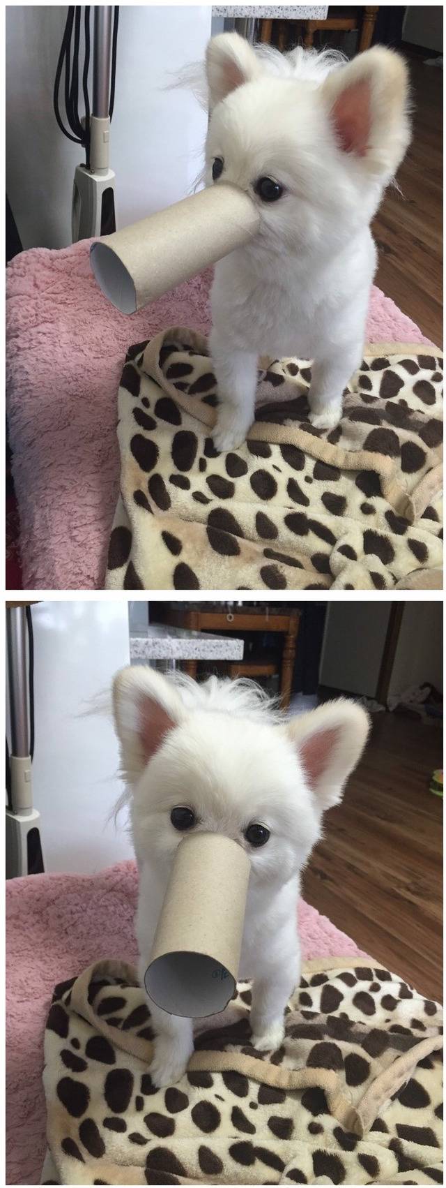 하나도 안귀여운 강아지들 | 인스티즈