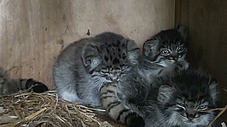  못생겼지만 귀여워! 티벳의 귀요미 마눌(Manul)고양이! | 인스티즈