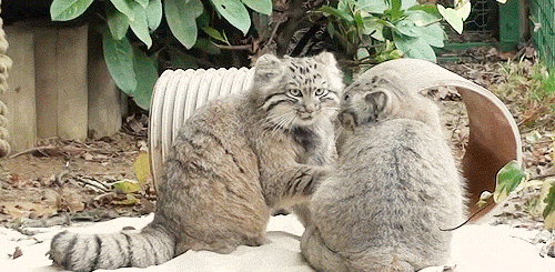  못생겼지만 귀여워! 티벳의 귀요미 마눌(Manul)고양이! | 인스티즈