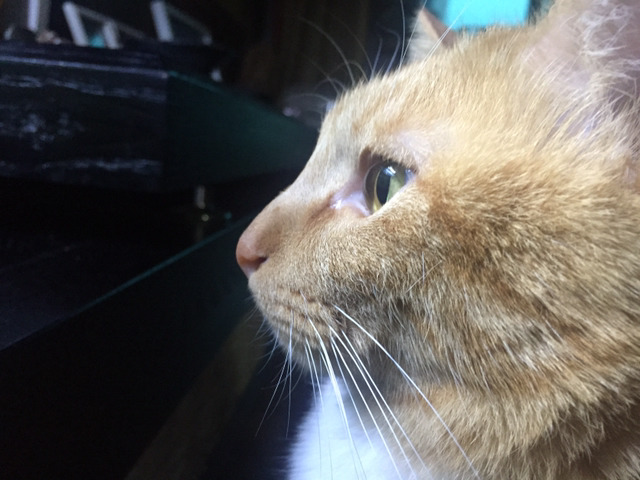 우리집 고양이 밤샜나봐 어뜨케 | 인스티즈