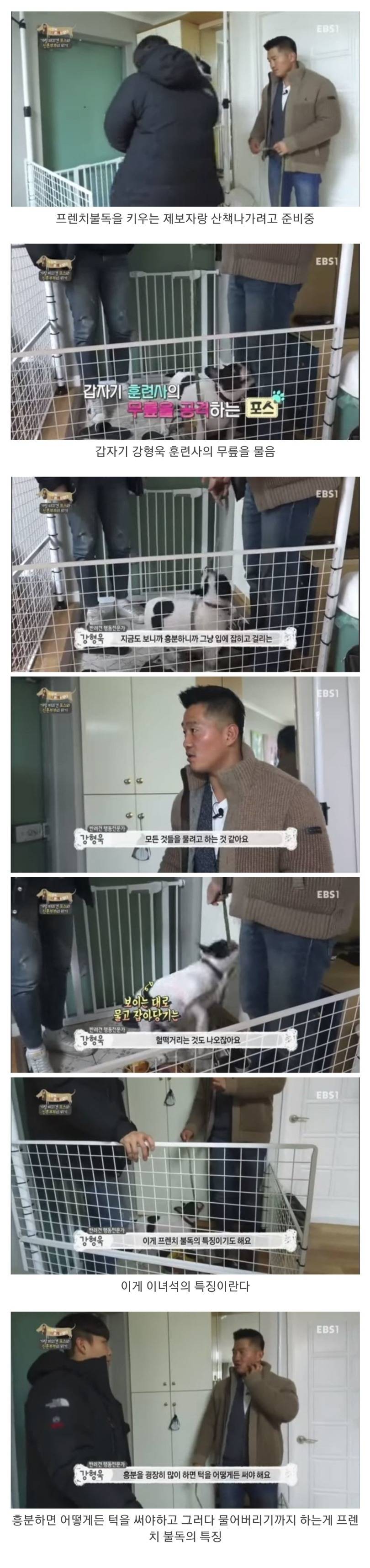 강형욱이 말하는 프렌치 불독의 특징 | 인스티즈