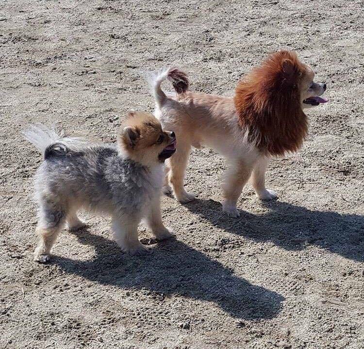 일진 포메라이언 .jpg | 인스티즈