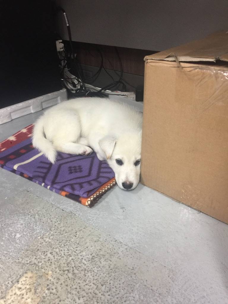 길거리 아기 댕댕이 오늘자 현황 -후기- | 인스티즈