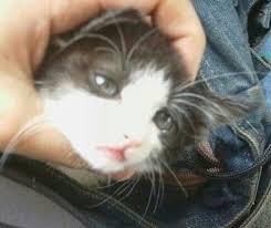 둘 중 더 본인취향인 고양이는??????.jpg | 인스티즈