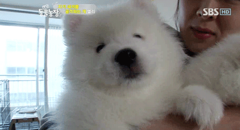 우리엄마 우리하테 왜이래오...(멍무룩) (동물농장 사모예드엄마+아가들) | 인스티즈