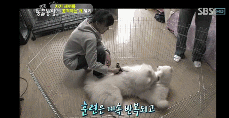 우리엄마 우리하테 왜이래오...(멍무룩) (동물농장 사모예드엄마+아가들) | 인스티즈