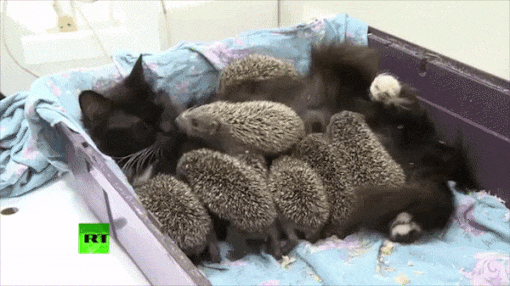 고슴도치도 자기 새끼는 예쁘다고 하는데 | 인스티즈