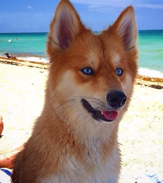 엄마는 허스킨데 아빠는 포메라이언 | 인스티즈