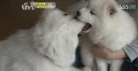 우리엄마 우리하테 왜이래오...(멍무룩) (동물농장 사모예드엄마+아가들) | 인스티즈
