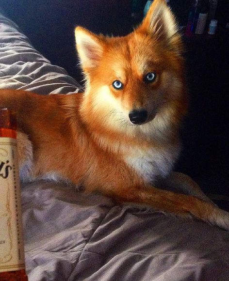 엄마는 허스킨데 아빠는 포메라이언 | 인스티즈