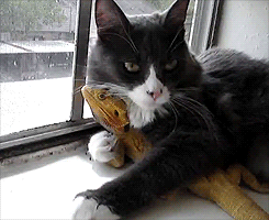 친화력 좋은 고양이들.gif | 인스티즈