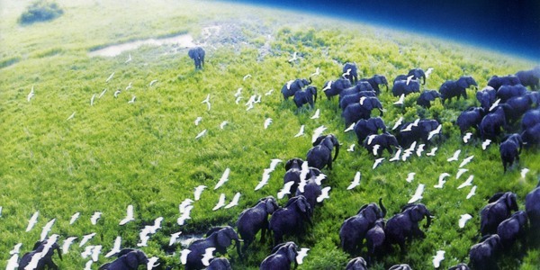 BBC다큐 역대급 편으로 꼽히는 이구아나vs뱀 | 인스티즈