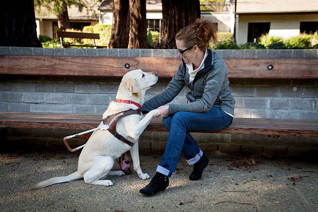 견종 이야기 - 래브라도 리트리버 | 인스티즈