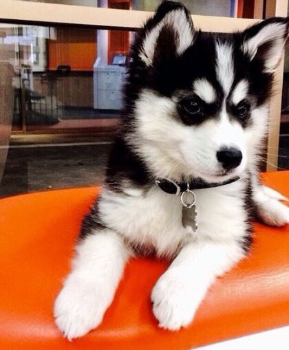 엄마는 허스킨데 아빠는 포메라이언 | 인스티즈