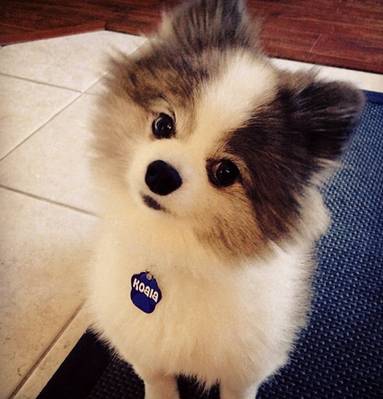 엄마는 허스킨데 아빠는 포메라이언 | 인스티즈