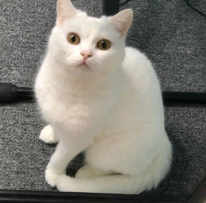 갓건배가 키우는 고양이 소금이 | 인스티즈