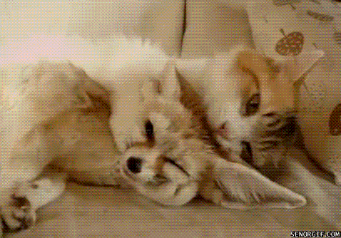 친화력 좋은 고양이들.gif | 인스티즈