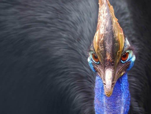 세계에서 가장 위험한 새 | 인스티즈