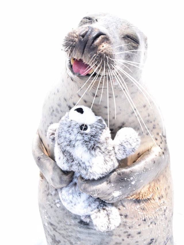 동생이 생겨서 즐거운 바다표범ㅋㅋㅋㅋㅋ.jpg | 인스티즈