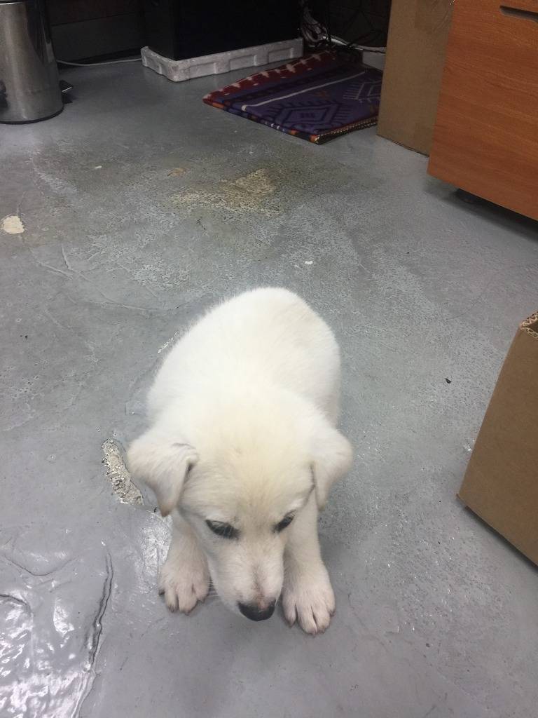 길거리 아기 댕댕이 오늘자 현황 -후기- | 인스티즈