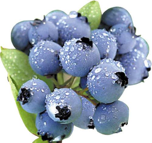 주토피아 3번 이상 본 사람들이 눈치챈 사실들 | 인스티즈