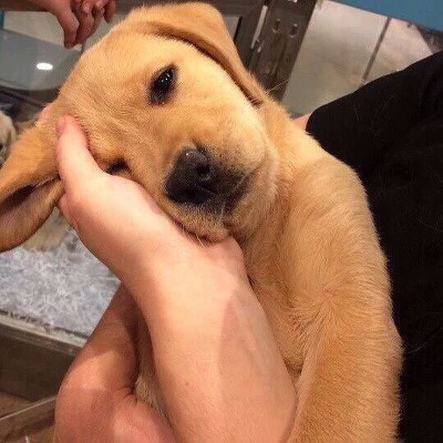 개랑 고양이 | 인스티즈