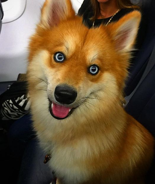 엄마는 허스킨데 아빠는 포메라이언 | 인스티즈