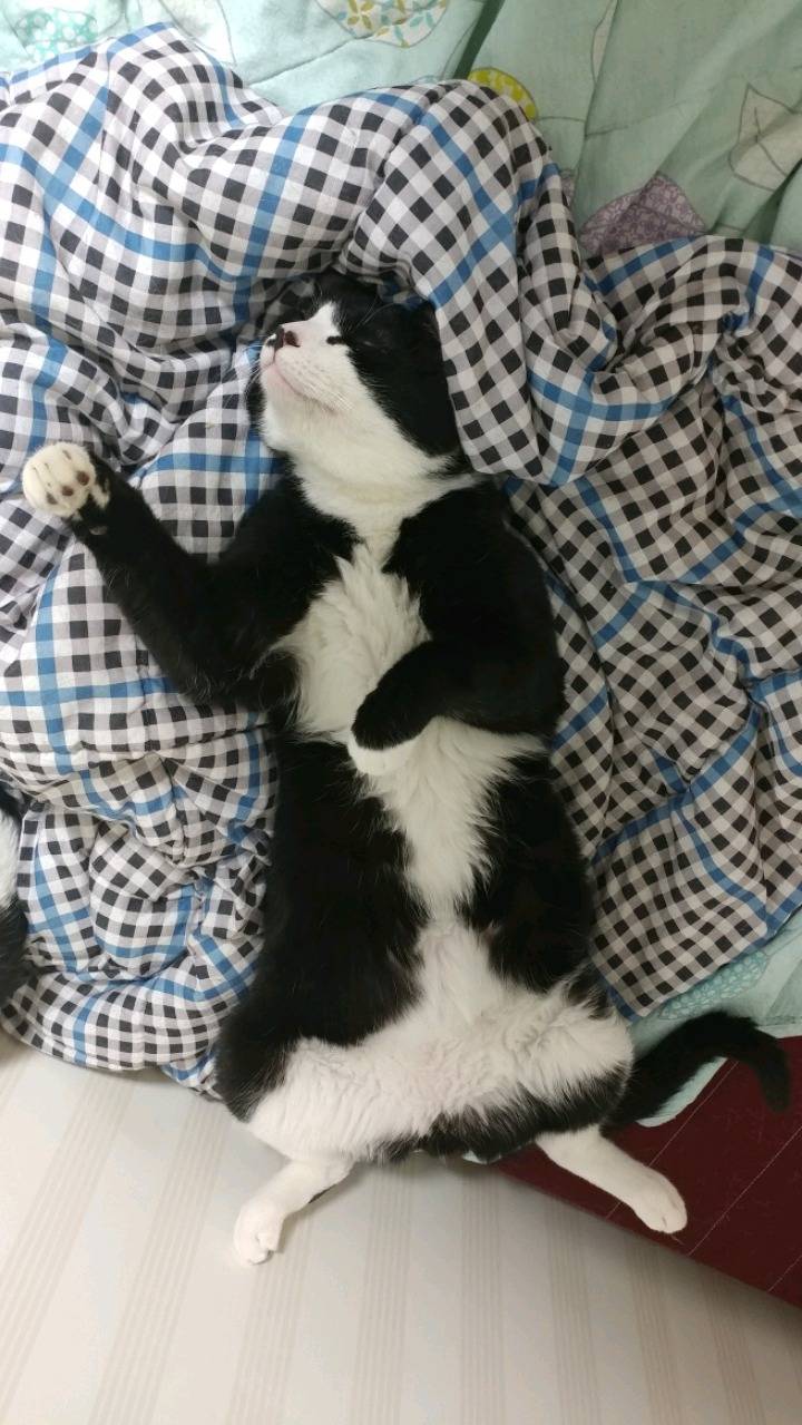 고양이가 가장 편안할때 잠자는 자세 | 인스티즈