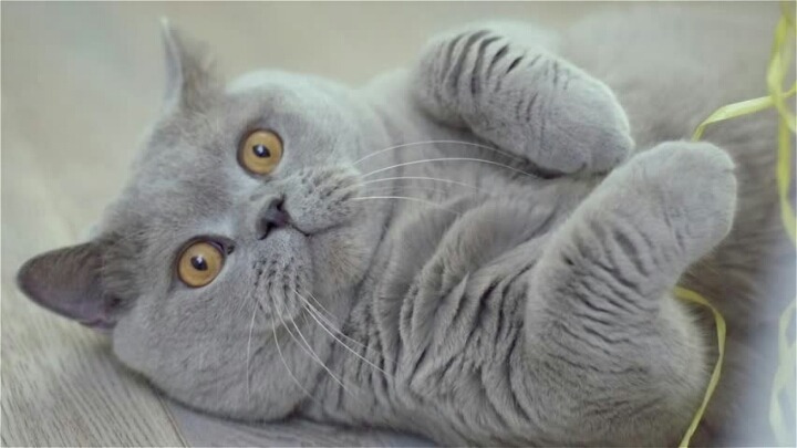 둘 중 더 본인취향인 고양이는??????.jpg | 인스티즈