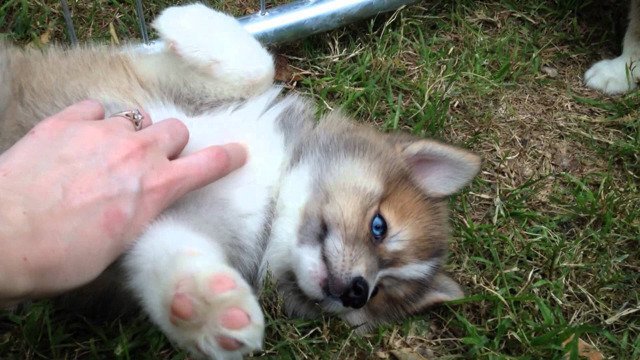 엄마는 허스킨데 아빠는 포메라이언 | 인스티즈