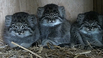  못생겼지만 귀여워! 티벳의 귀요미 마눌(Manul)고양이! | 인스티즈
